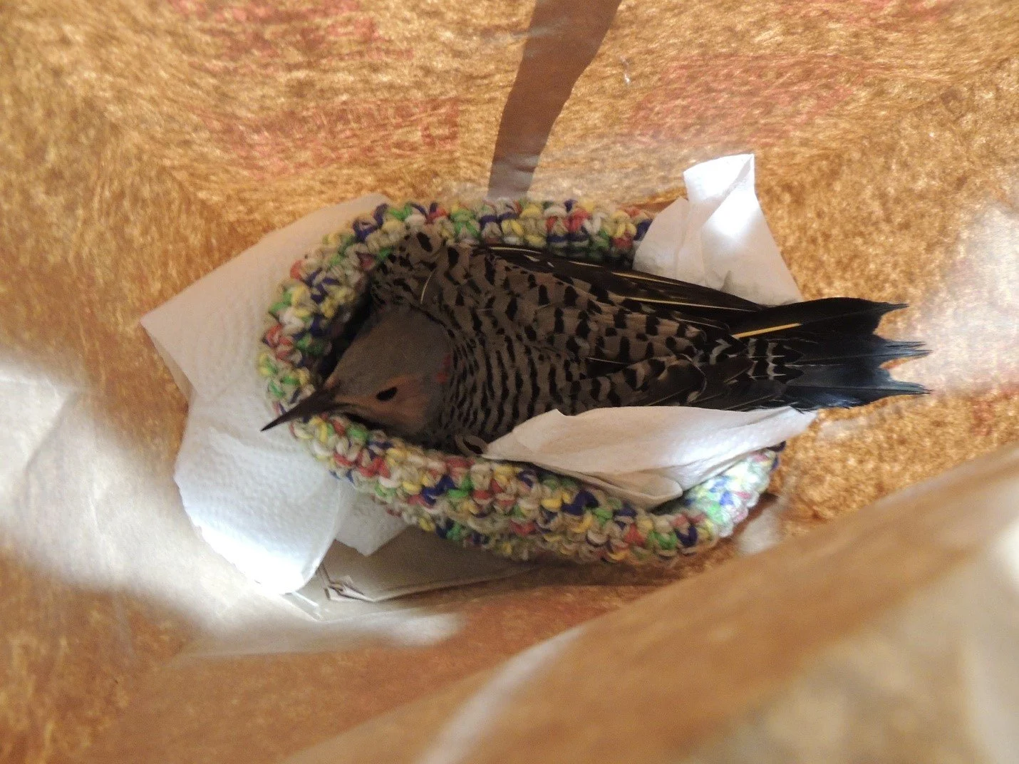Injured Northern Flicker bird inside of a brown paper bag as it is transported by a FLAP volunteer to Toronto Wildlife Centre for care