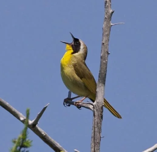 Common yellowthroat warbler singing while perched on branch, representing the migrating birds FLAP Canada works to protect from building collisions