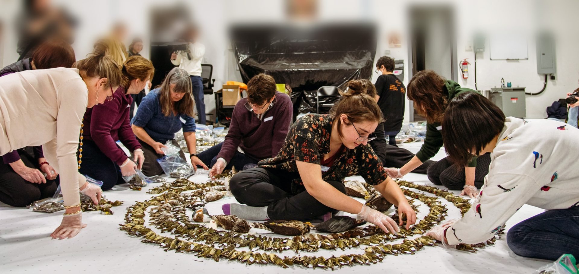 FLAP Canada volunteers lay out birds dead from building-collisions for annual photograph to raise awareness