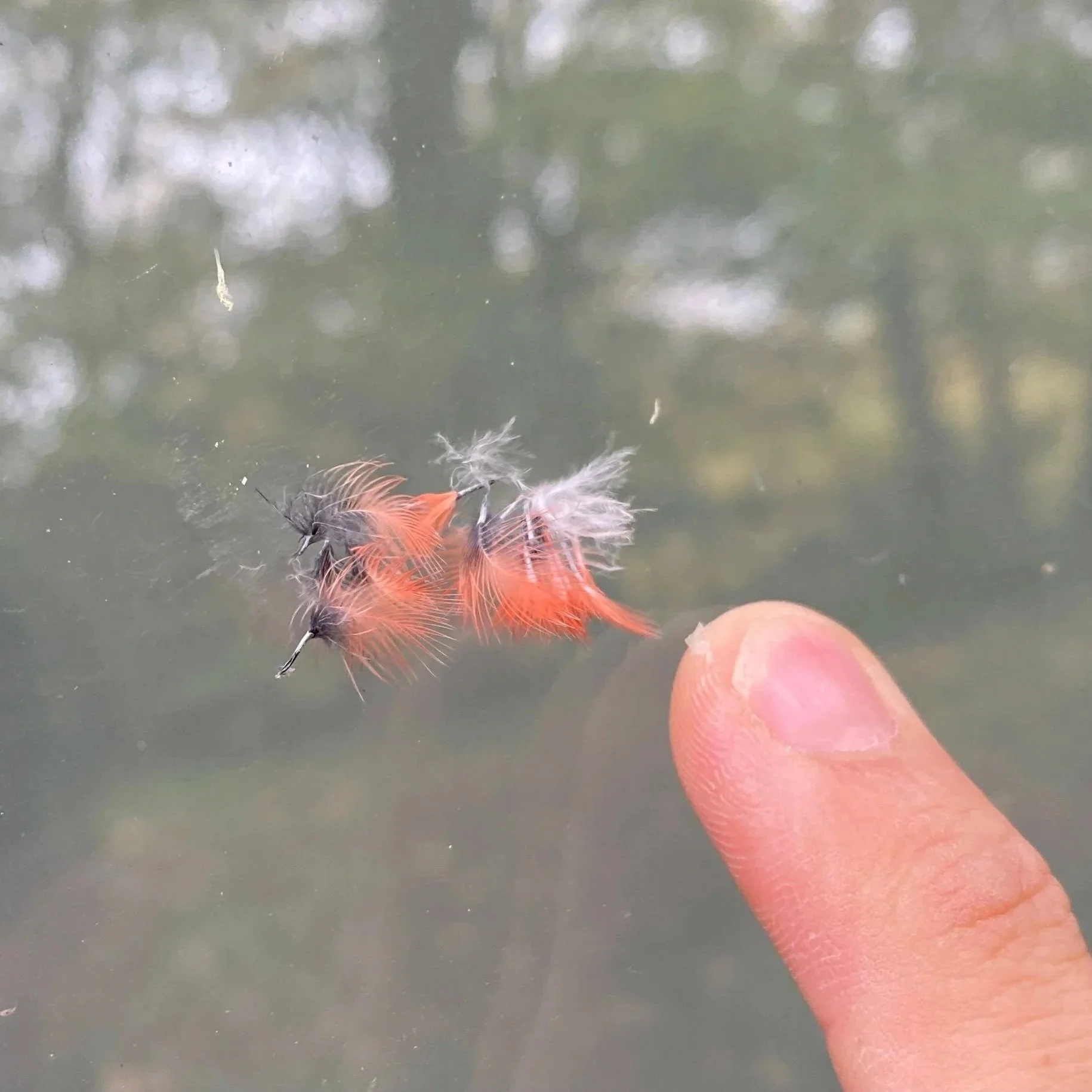 Red cardinal feathers appear stuck to a window, left by a collision