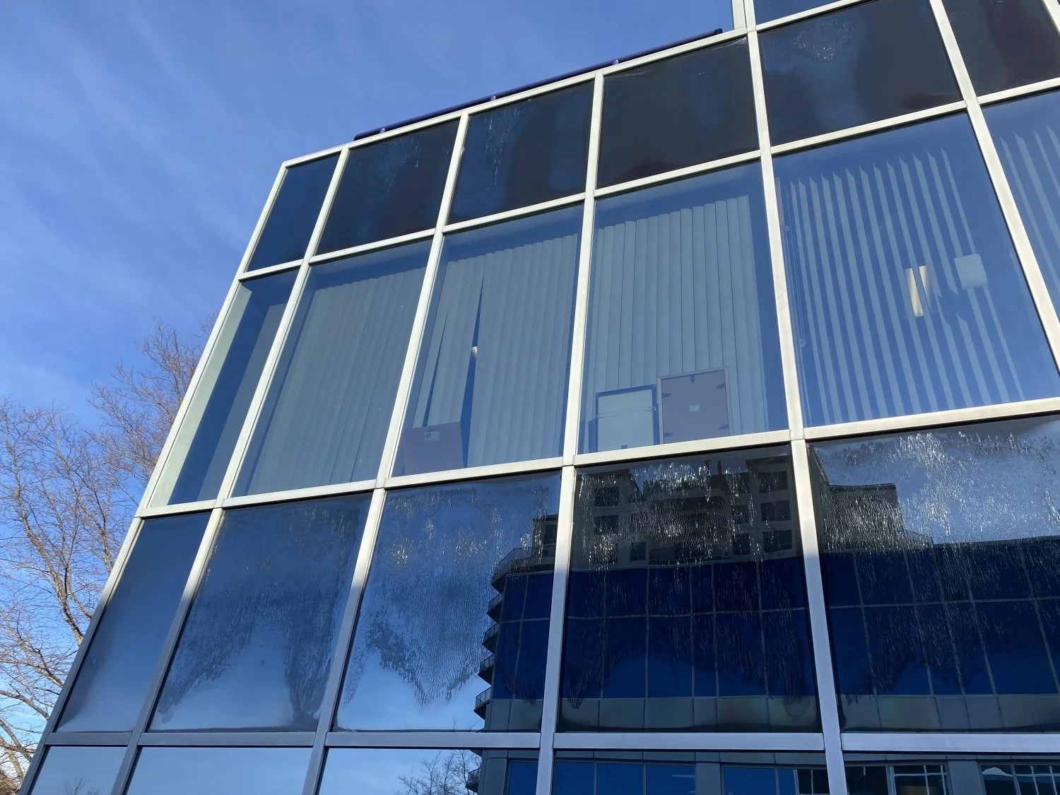 Photo of highly reflective untreated office buildings next to trees, making these office windows highly dangerous to birds flying