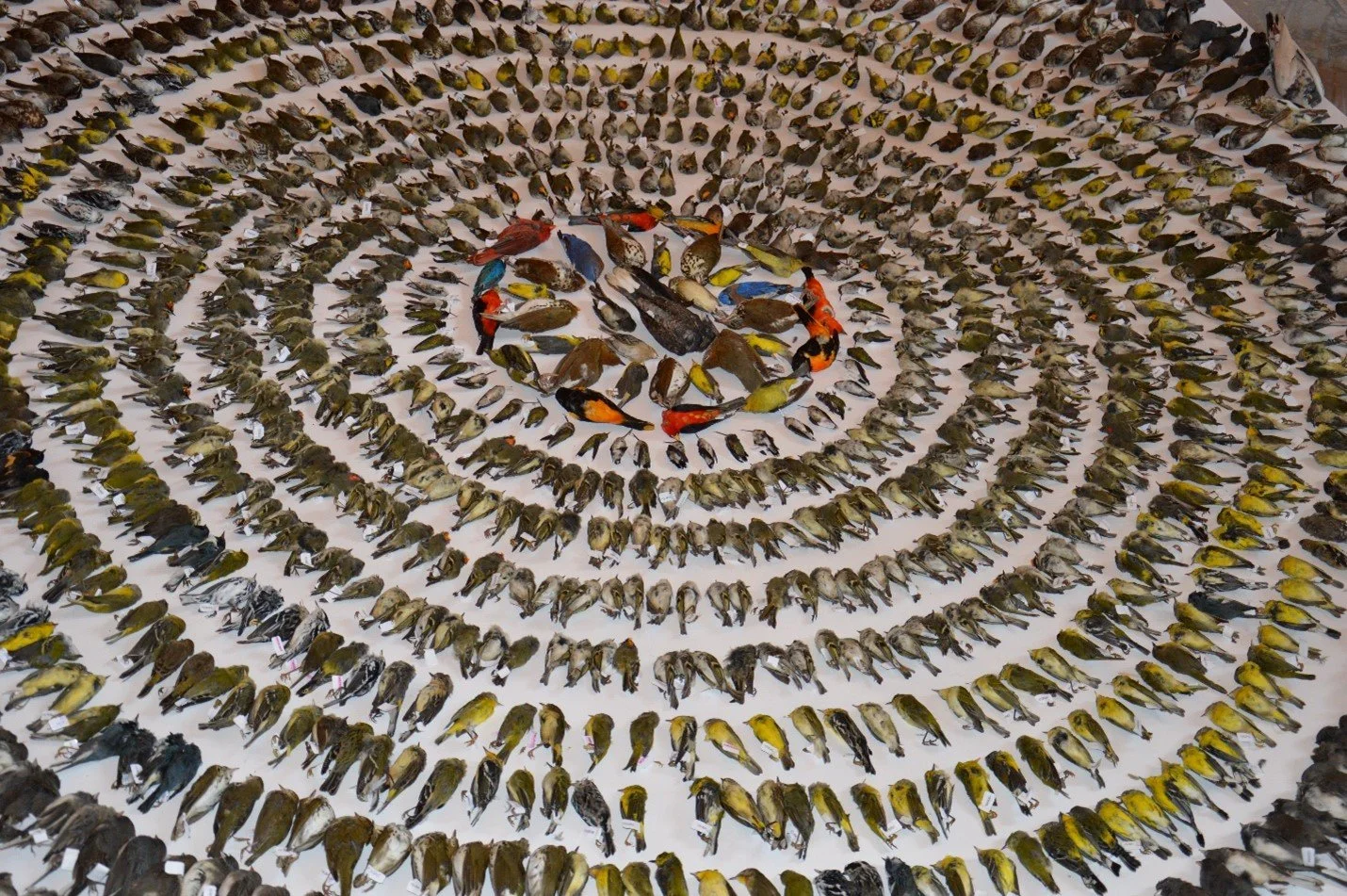 FLAP Canada's annual bird layout where all of the deceased birds, victims of bird-building collisions, are laid out for a large photograph to display the breadth of the issue