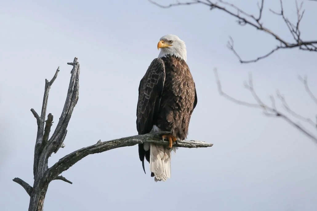 Bald Eagle. Photo: Gary Yankech.