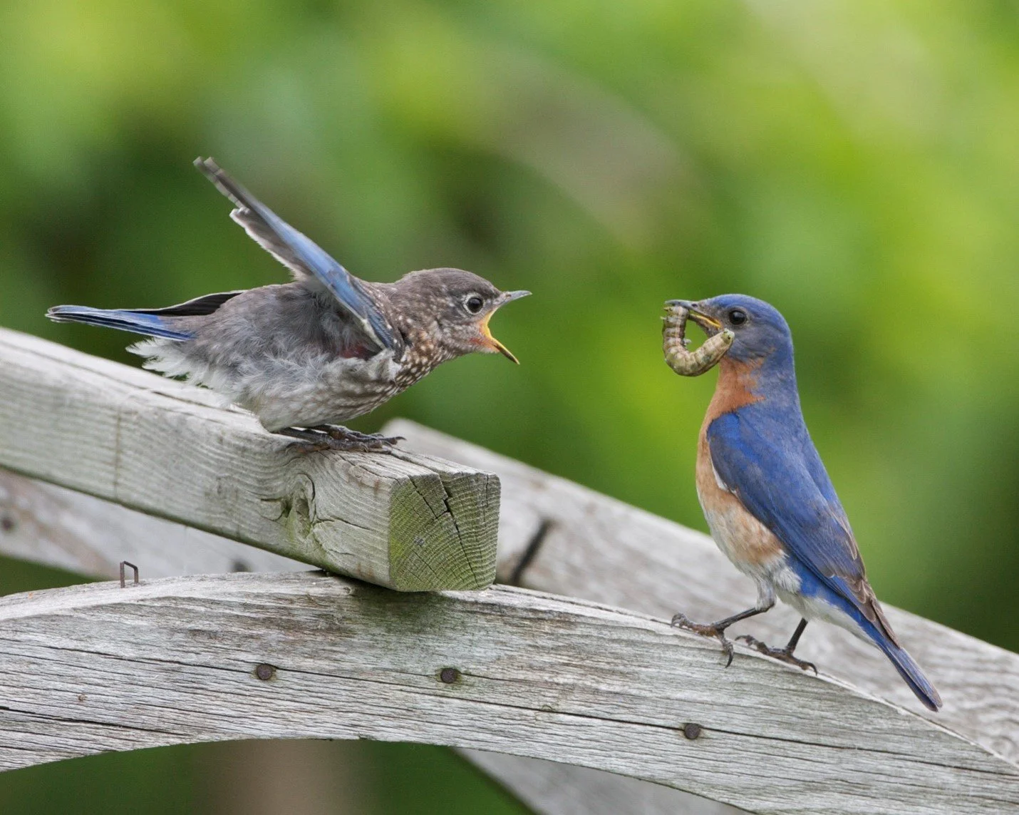 Baby Eastern Bluebird getting fed a worm by adult male Eastern Bluebird while both standing on wooden structure in front of green background