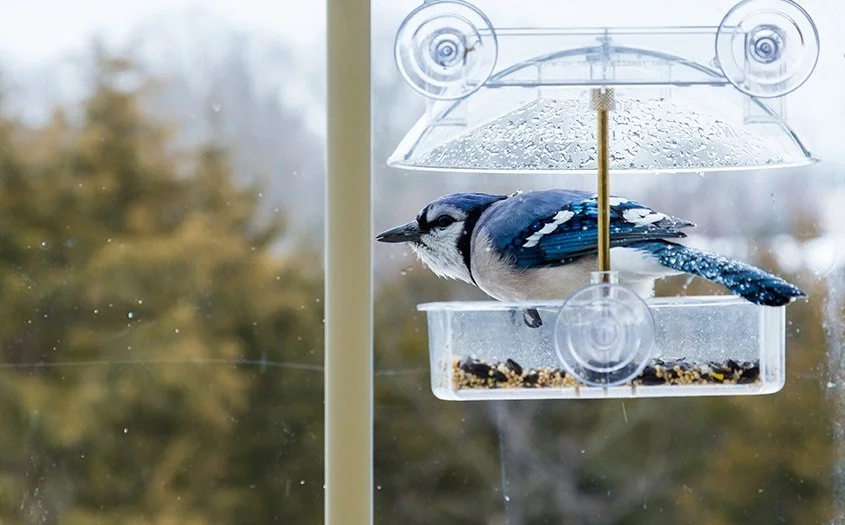 Blue jay bird seen through house window perched on bird feeder applied with bird-safe guidelines to prevent bird collisions