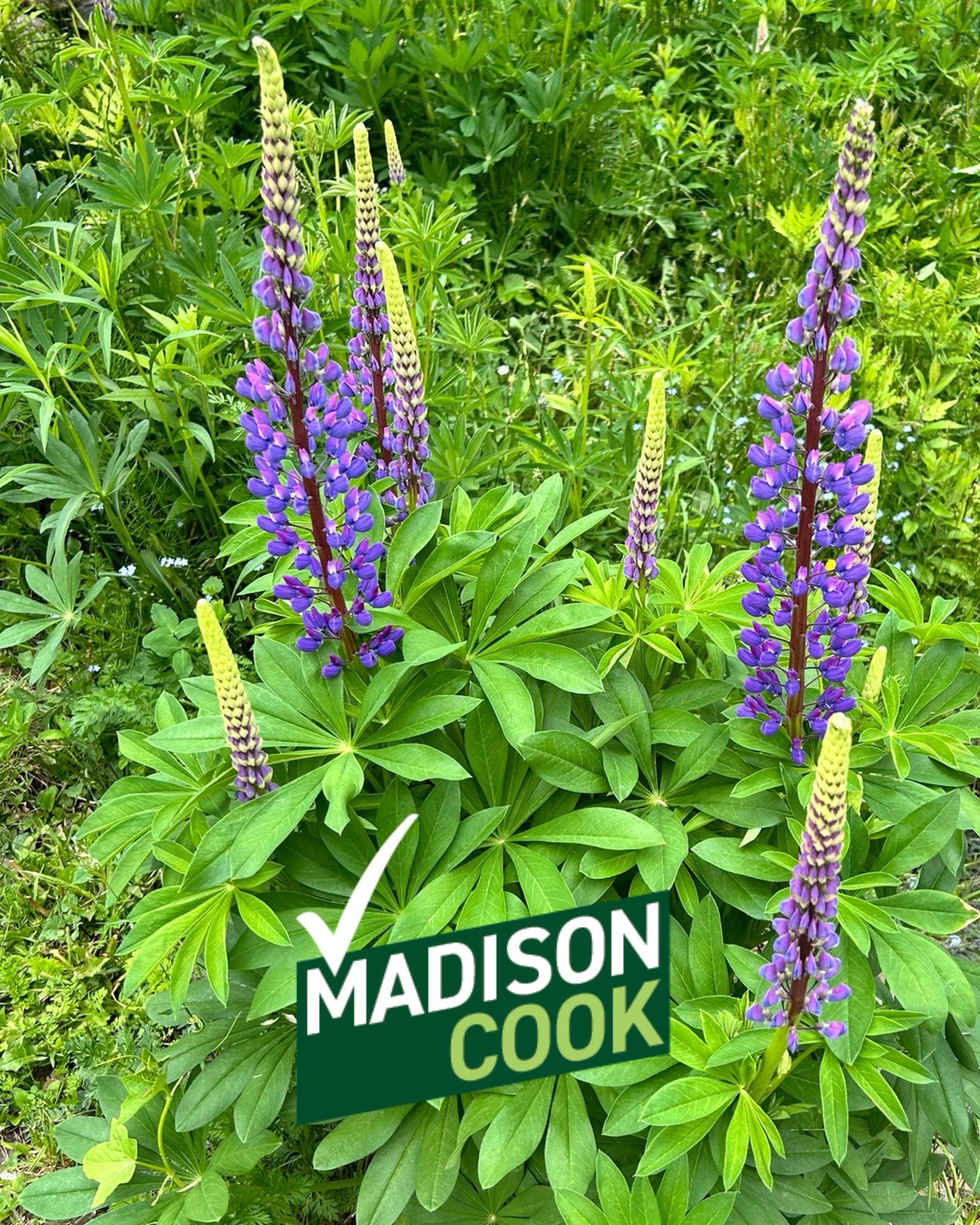 This is my favorite time of year!  I was raised in Belfast and when I was a little girl my grandmother would always read Barbara Cooney&rsquo;s classic book the Lupine Lady to me.  I took Miss Rumphius&rsquo; lessons very seriously: travel far, learn