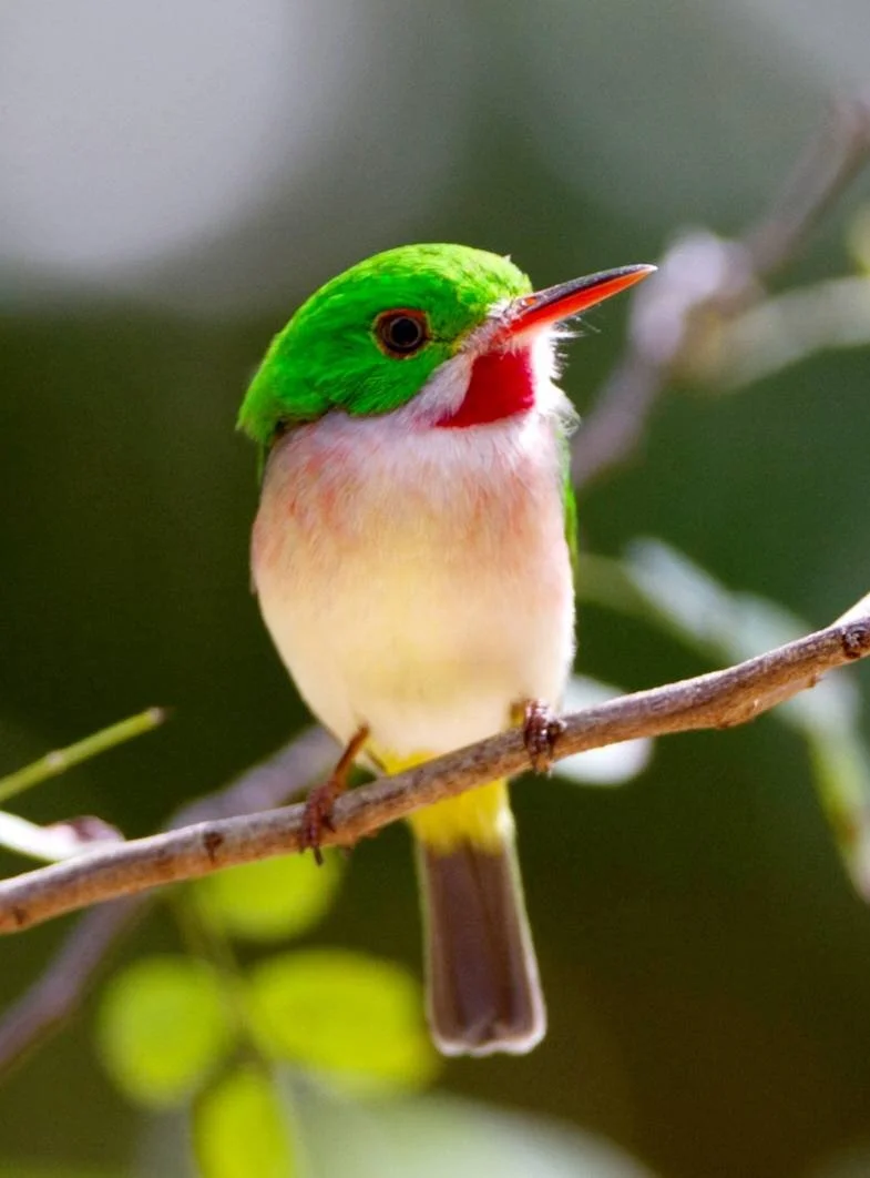 A bird with a green head, a red throat, and a beige belly, perched on a branch, with a blurred green background.