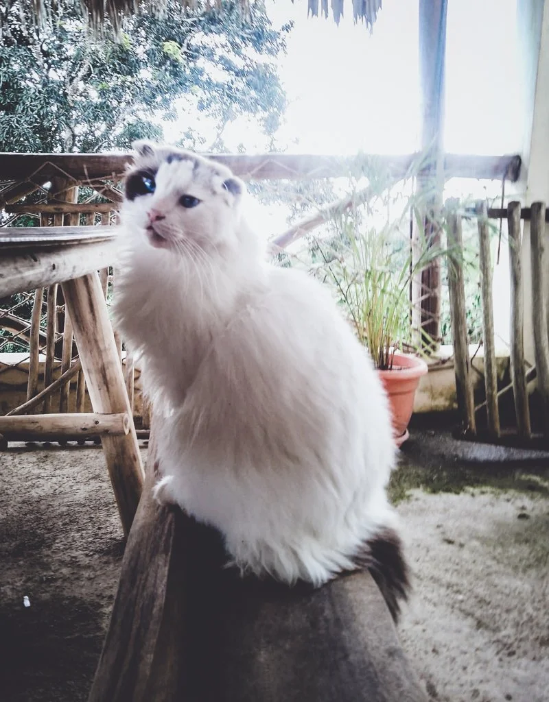 A white fluffy cat with black markings on its face sitting on a wooden beam, with a porch and potted plants in the background.