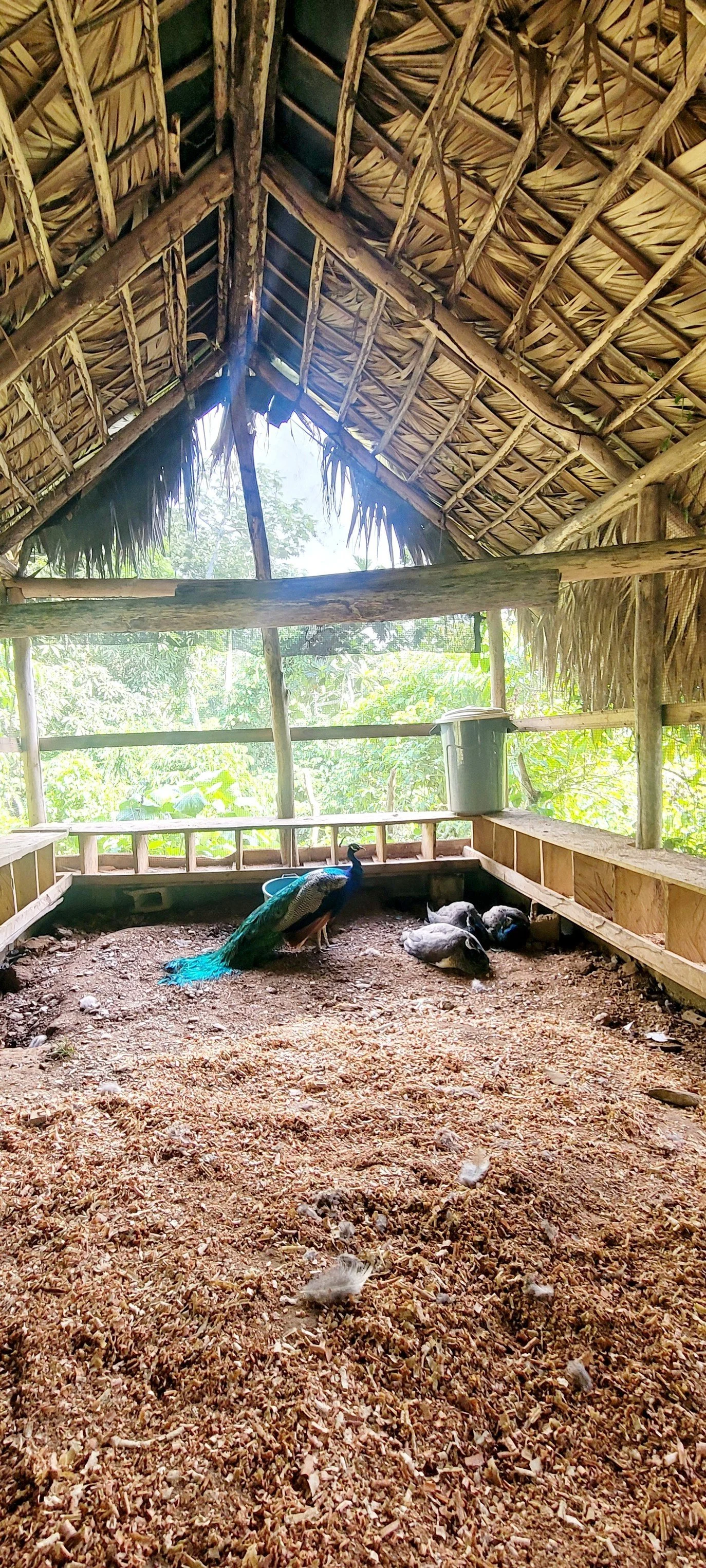 Inside a rustic wooden peacock coop with a peacock and three baby peafowl resting on the dirt floor, surrounded by lush green jungle foliage.