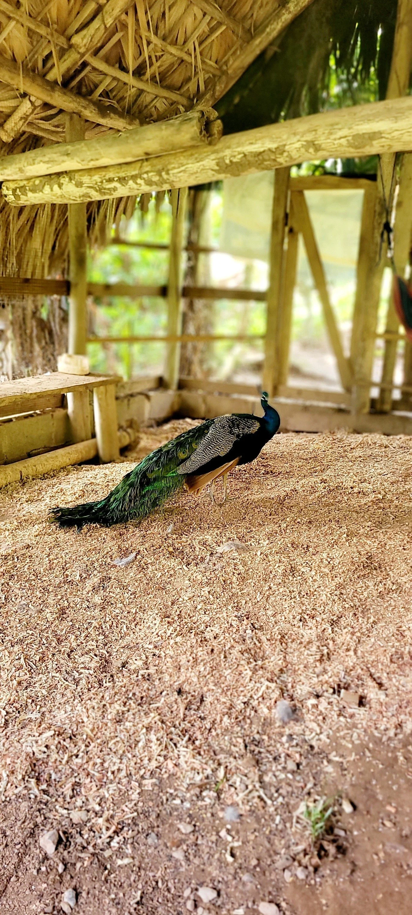 A peacock standing on the ground inside a rustic wooden and thatch structure.