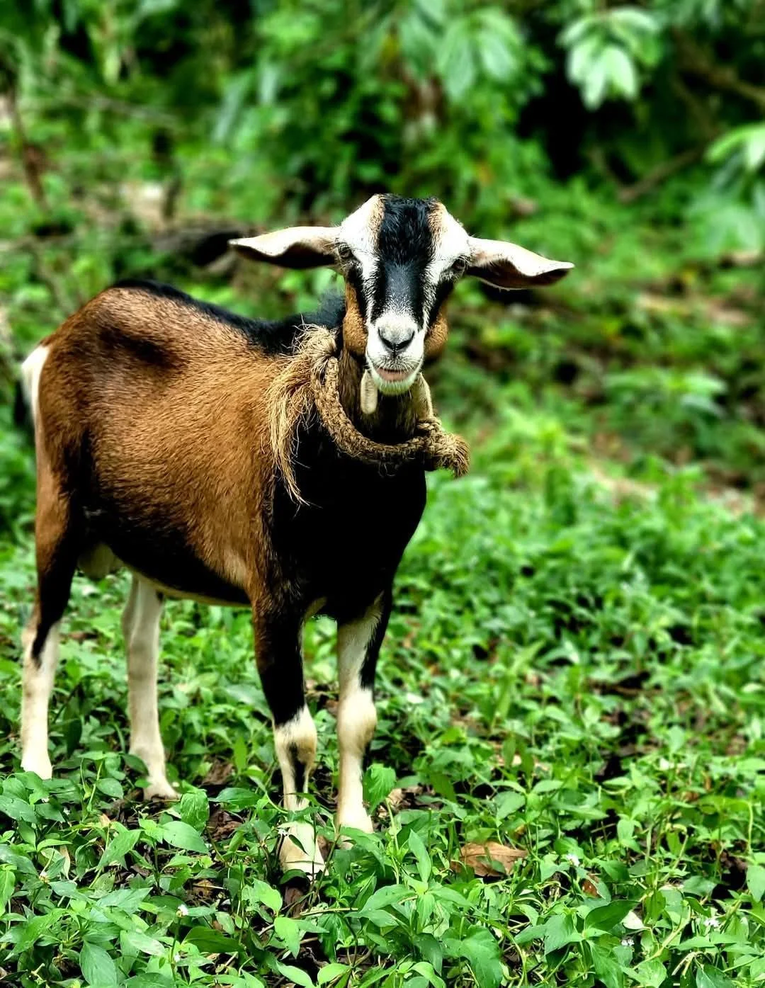 A goat standing on green leafy ground with a background of dense green foliage.