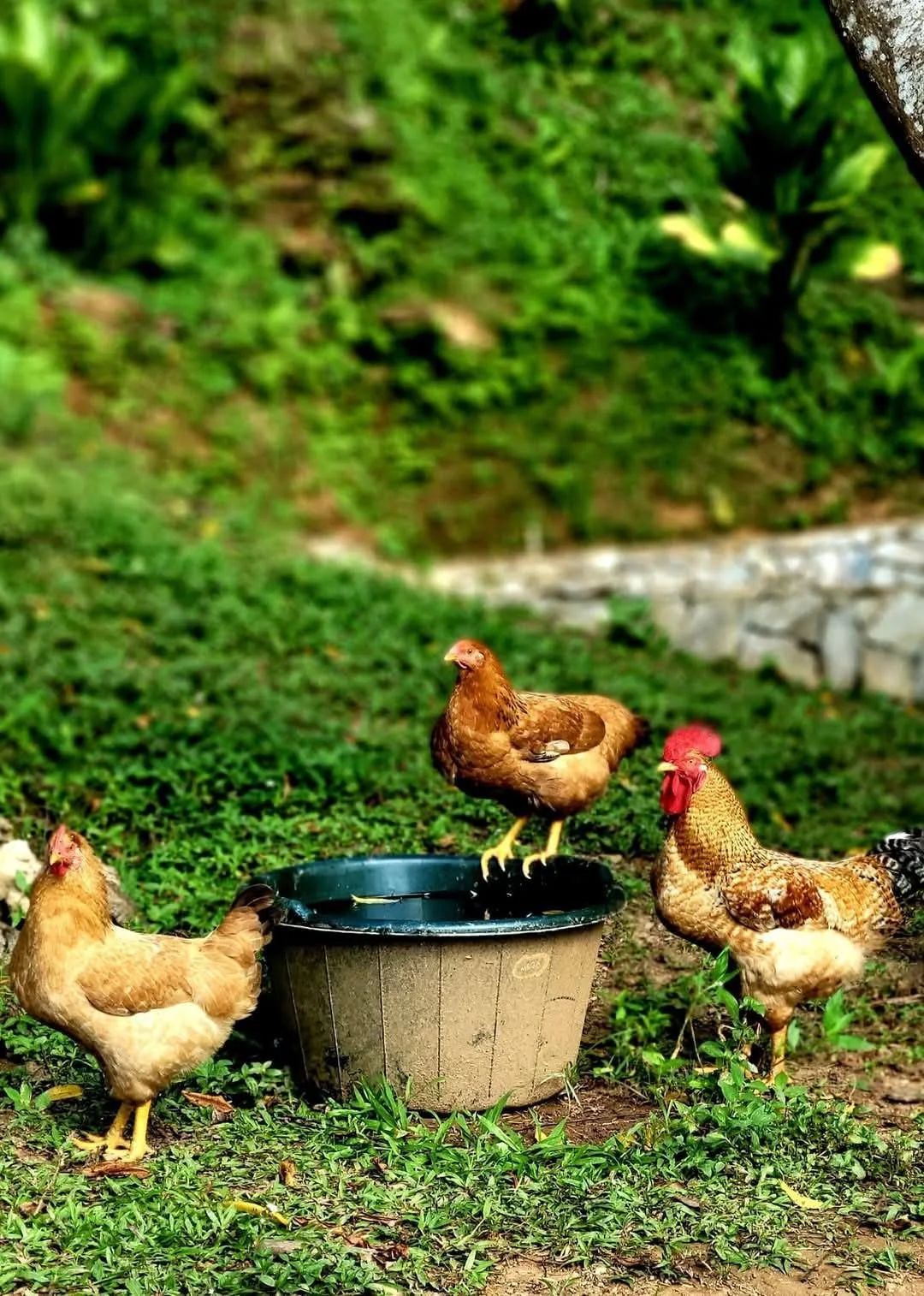 Three chickens around a water container on grass, with one chicken perched on the edge, in a garden with green foliage in the background.