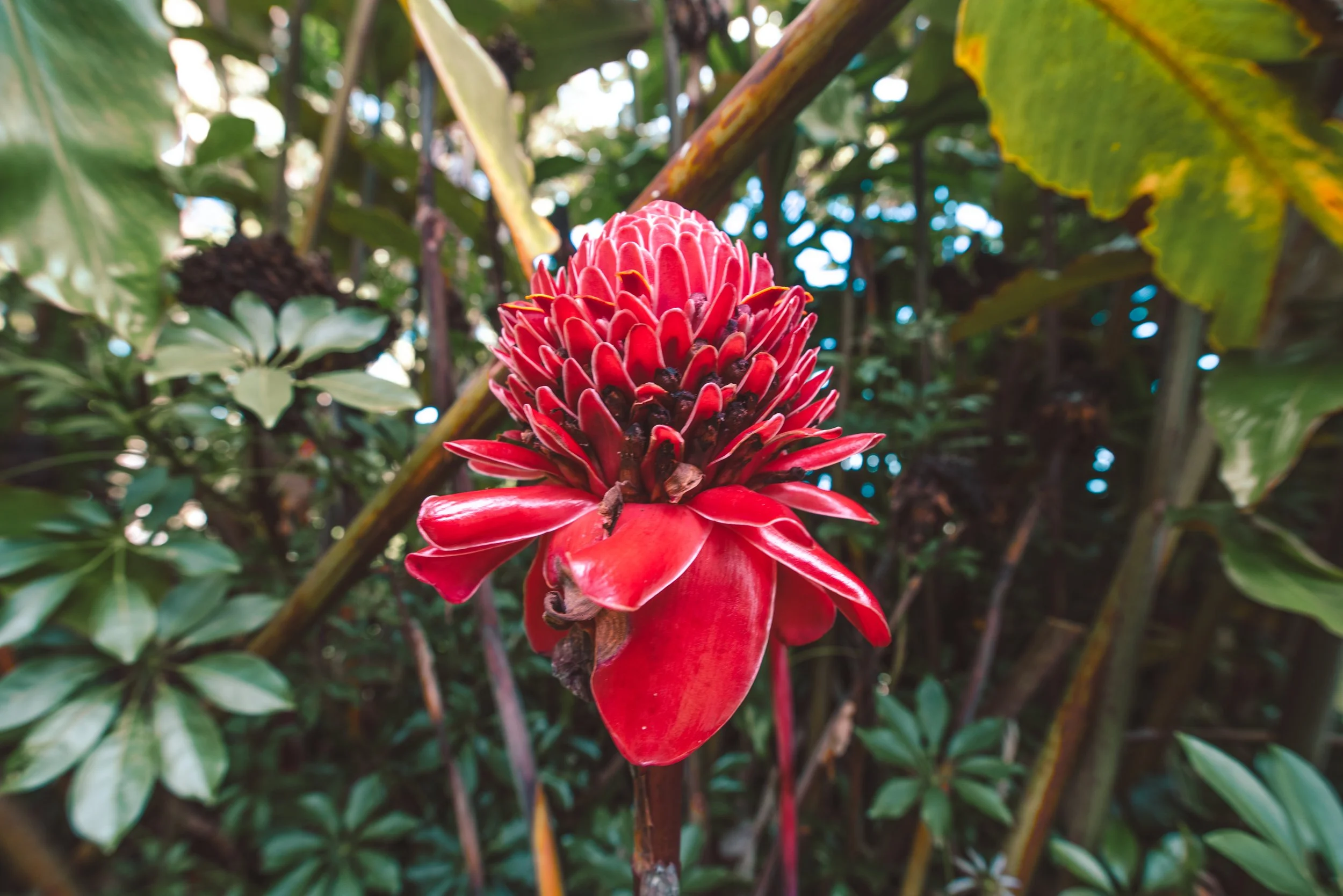 Close-up of a red tropical flower with large petals surrounded by green foliage.