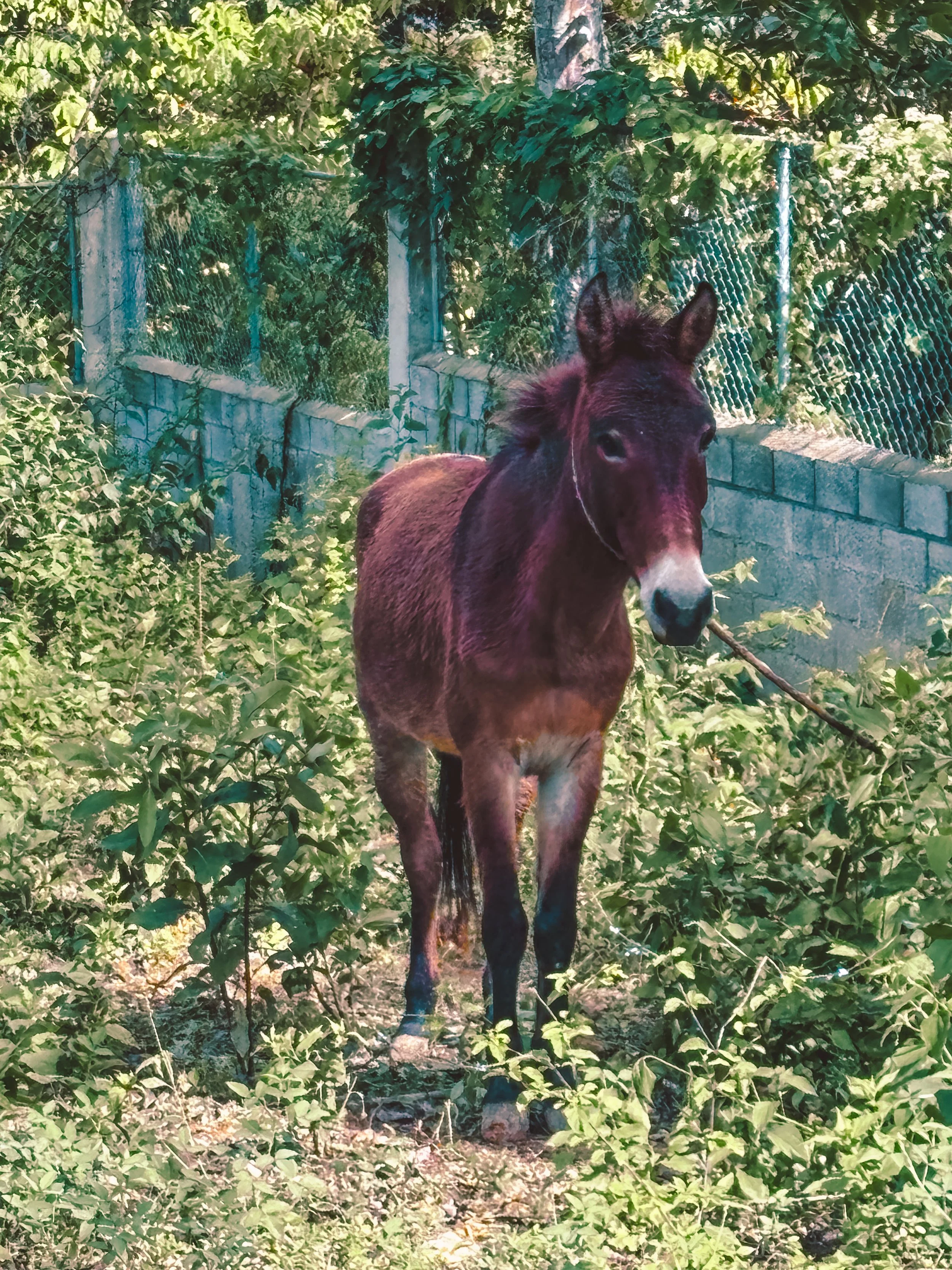 A brown young horse standing in a lush, green outdoor area with a chain-link fence and trees in the background.