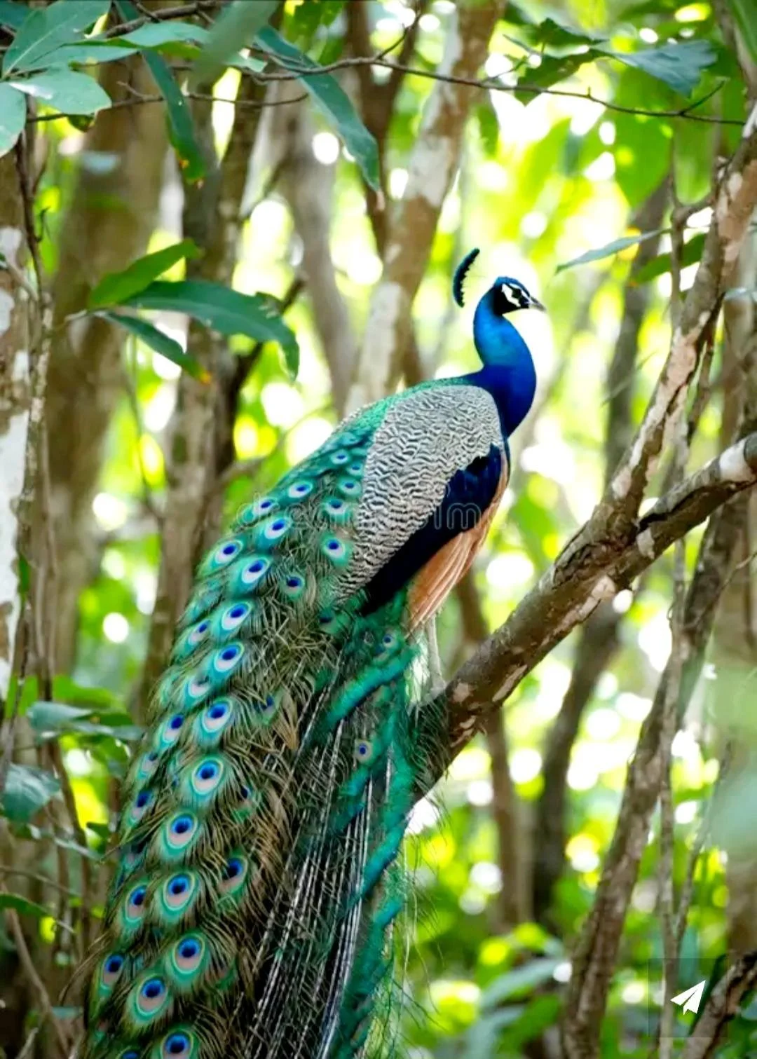 A colorful peacock sitting on a tree branch in a dense green forest.