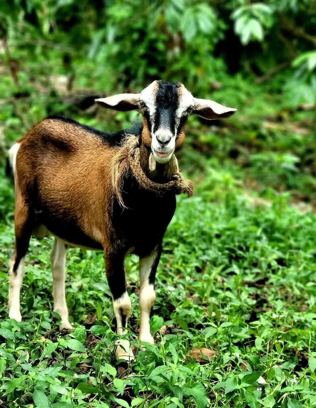 A goat standing on green foliage with a background of dense greenery in a forest.