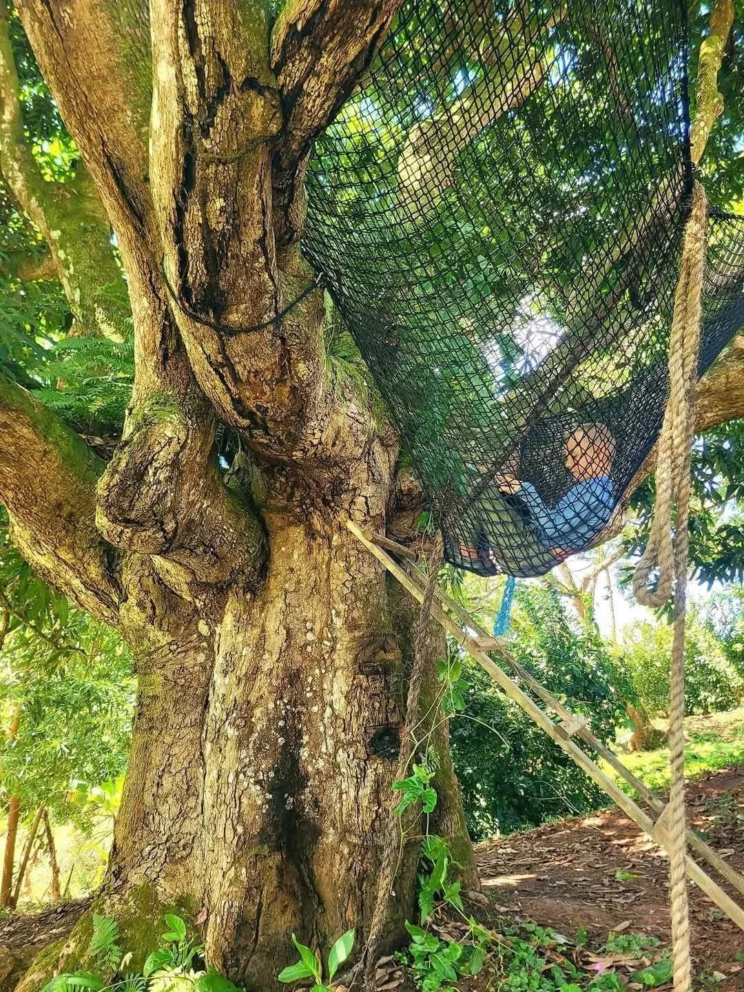Person lying in a hammock made of black netting attached to a large tree in a lush, green outdoor setting.