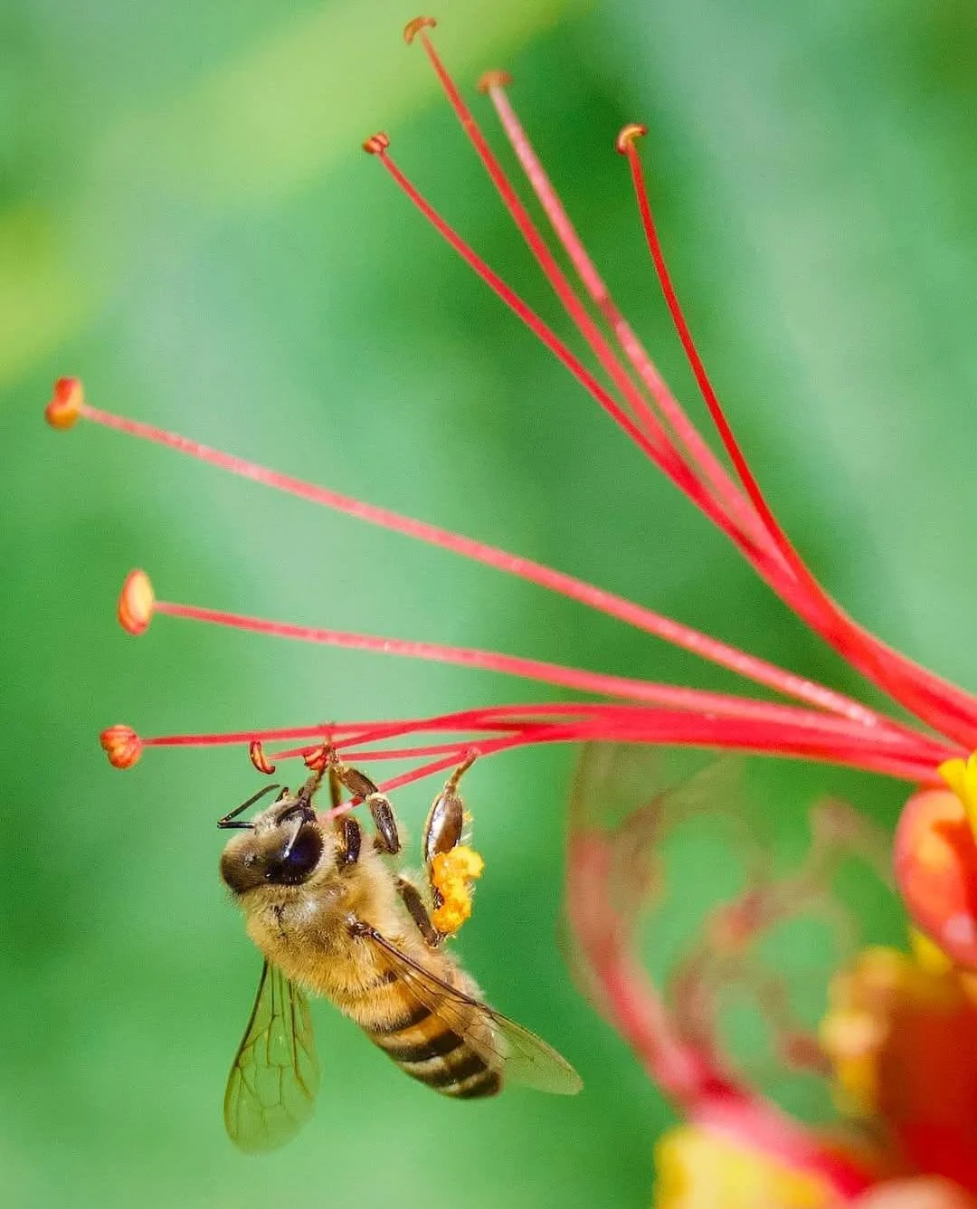 A close-up of a honeybee collecting pollen from a colorful flower with long red stamens, set against a blurred green background.