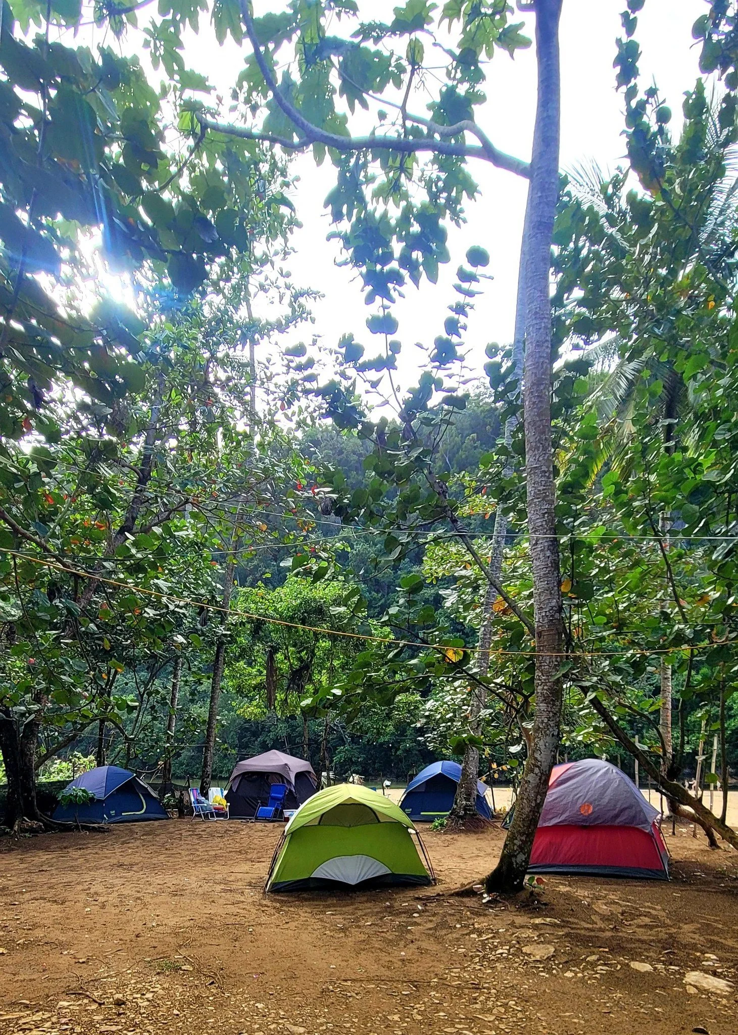 Several colorful tents set up in a wooded outdoor camping area with trees and foliage surrounding them.