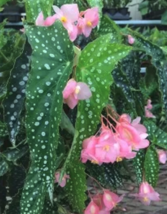 Dragon-Wing Begonias Care-Free Plants