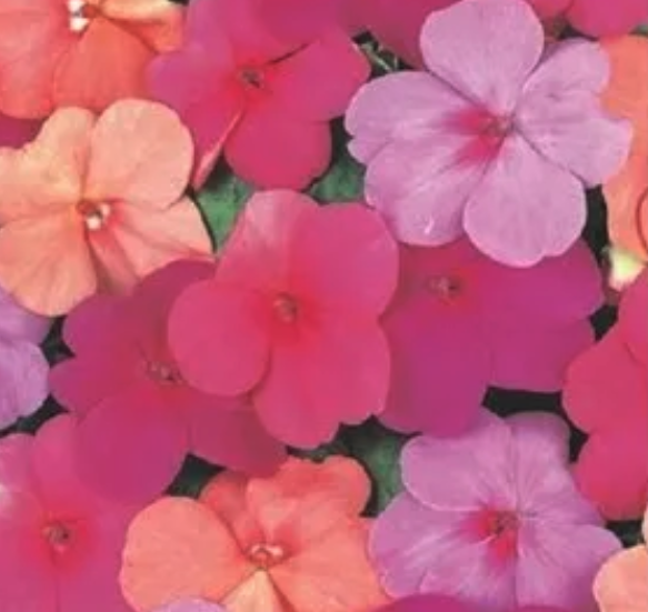 Care-Free Plants Impatiens