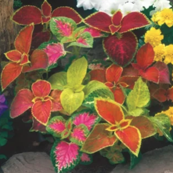 Care-Free Plants Cloeus