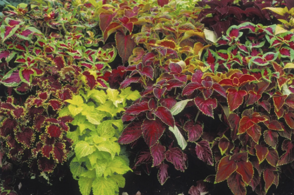 Care-Free Plants Coleus