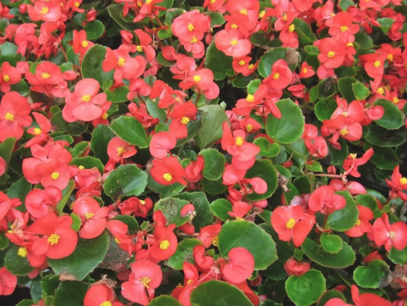 Care-Free Plants Begonias
