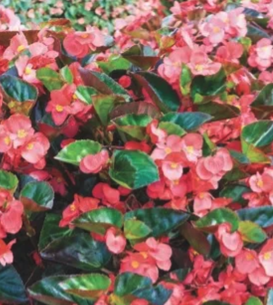 Angel-Wing Begonias Care-Free Plants