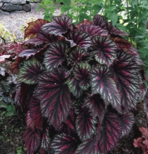 Care-Free Plants Begonias