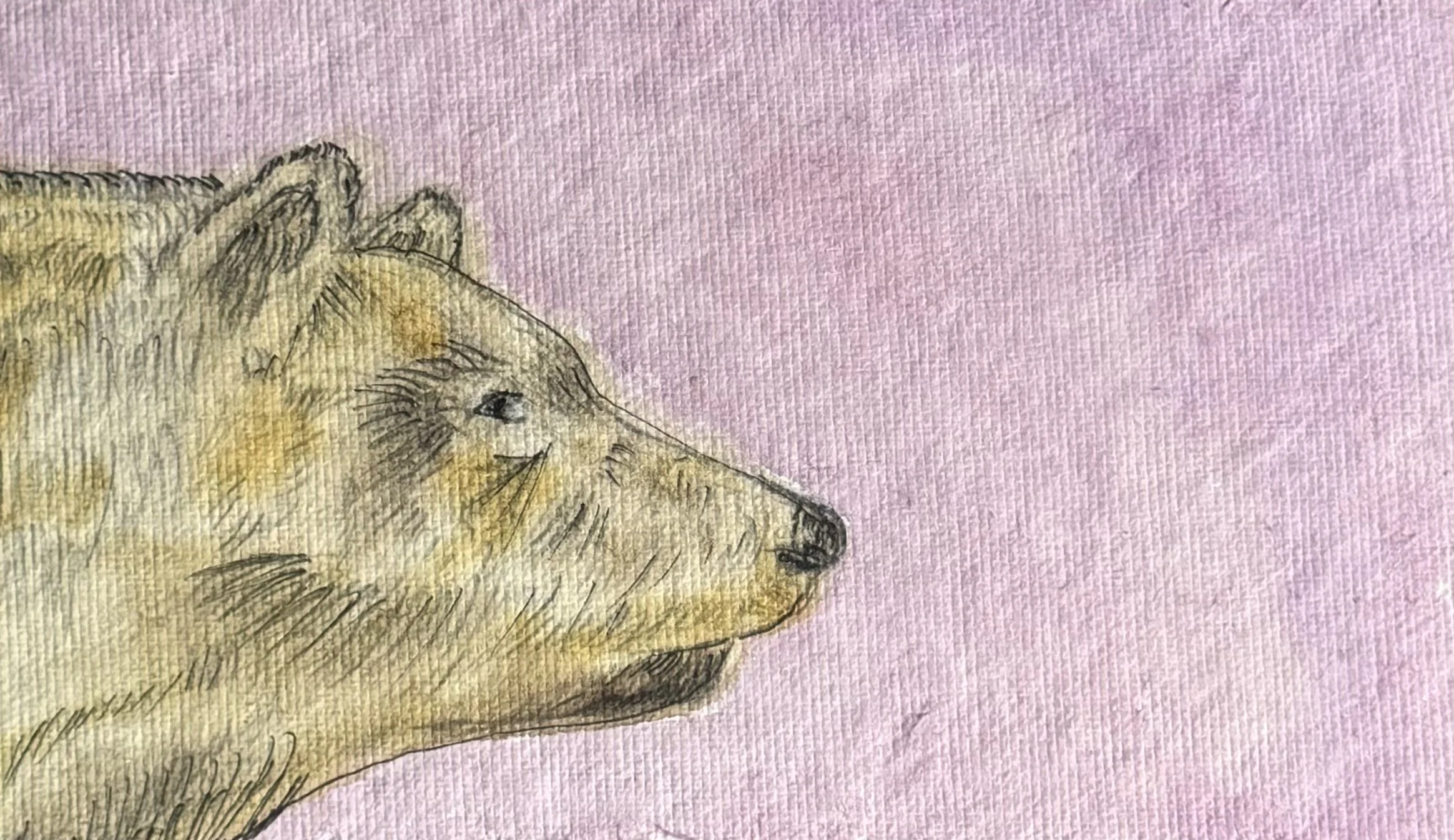 Drawing of a wolf's head on a pink textured background.