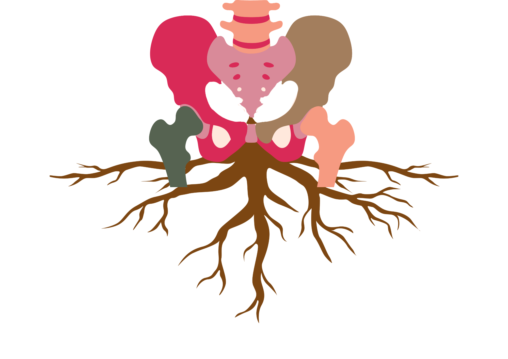 lustration of a human pelvis in soft, varied colors with tree roots extending downward, symbolizing grounding, nervous system support, and pelvic healing.