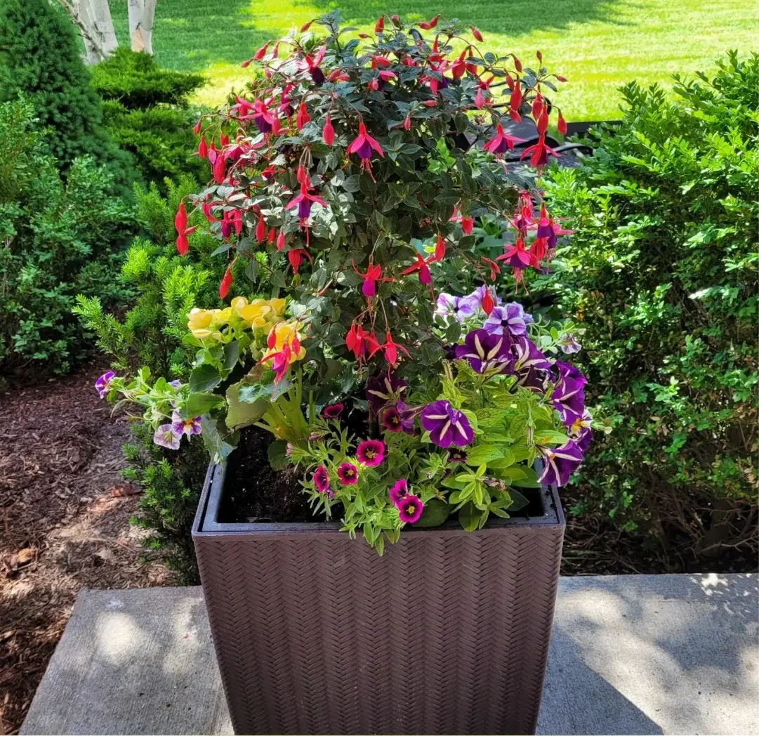 Colorful potted flowers, including purple, yellow, and pink blooms, on a concrete surface in a garden with green shrubs and grass. Summer planter, fuchsia, petunia, 