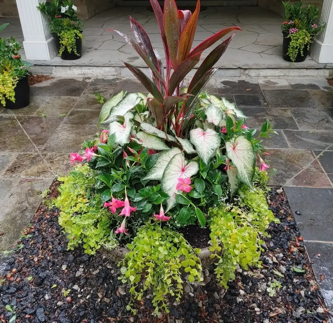 Colorful potted plants on a stone patio in front of a house entrance with white columns. Summer planter, mandevilla, creeping jenny, alocasia