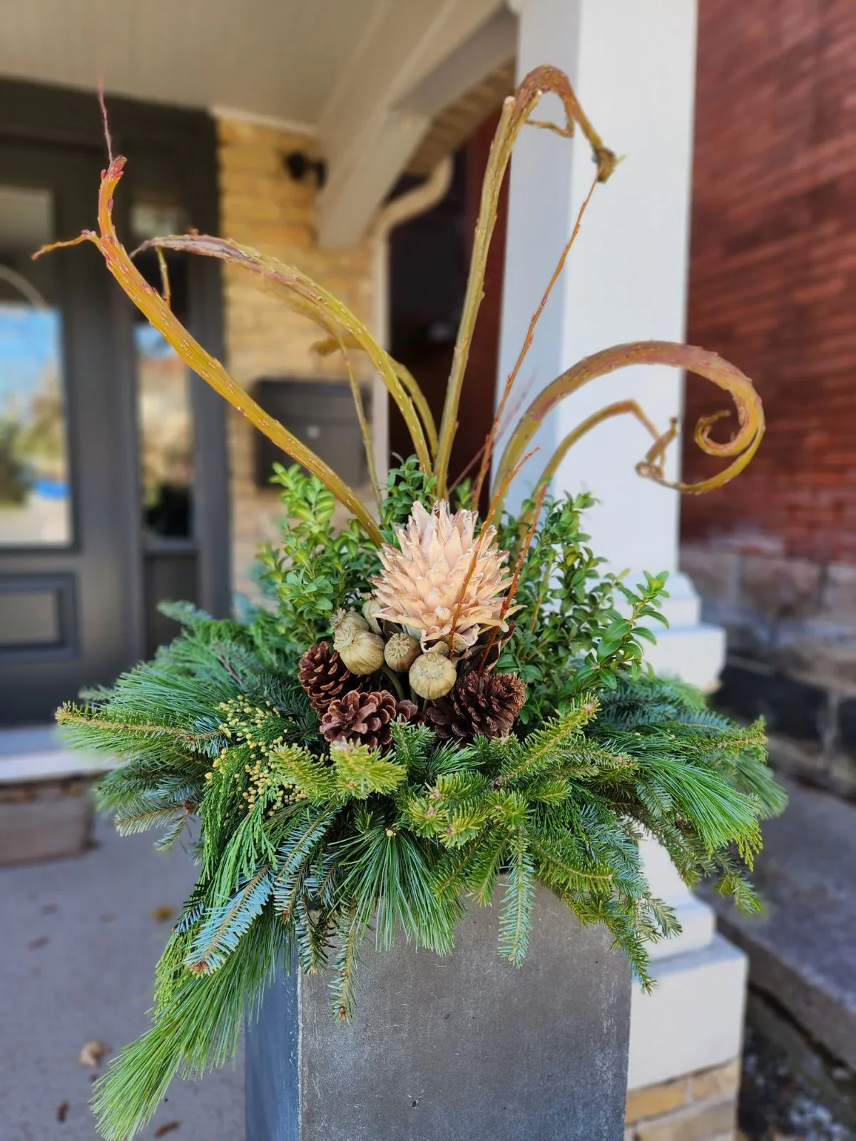 A festive arrangement with pine branches, pinecones, a dried flower, and curly twigs in a gray pot outside a house. Winter planter, fasciated branch, poppy seed head, balsam