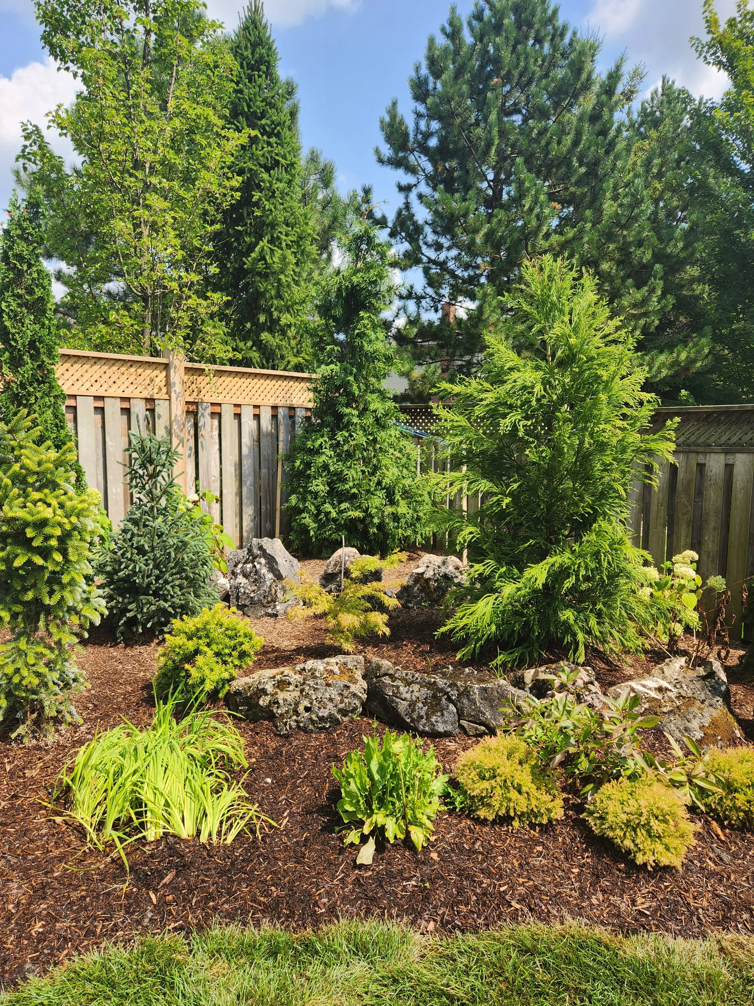 A backyard garden with various green shrubs and trees, a wooden fence, and a blue sky with some clouds.