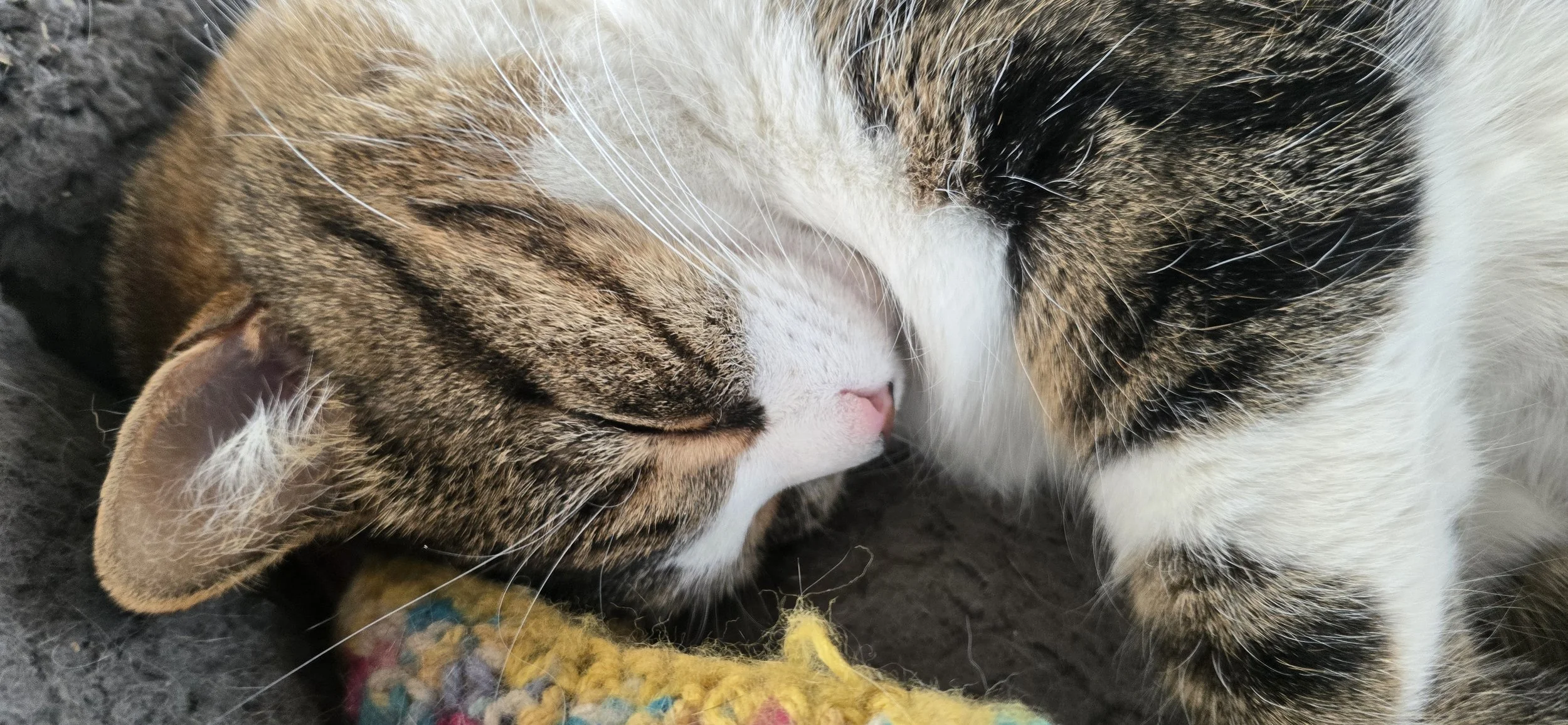 Two cats cuddling, one with tabby and white fur and the other with dark and light fur, resting on a soft surface.