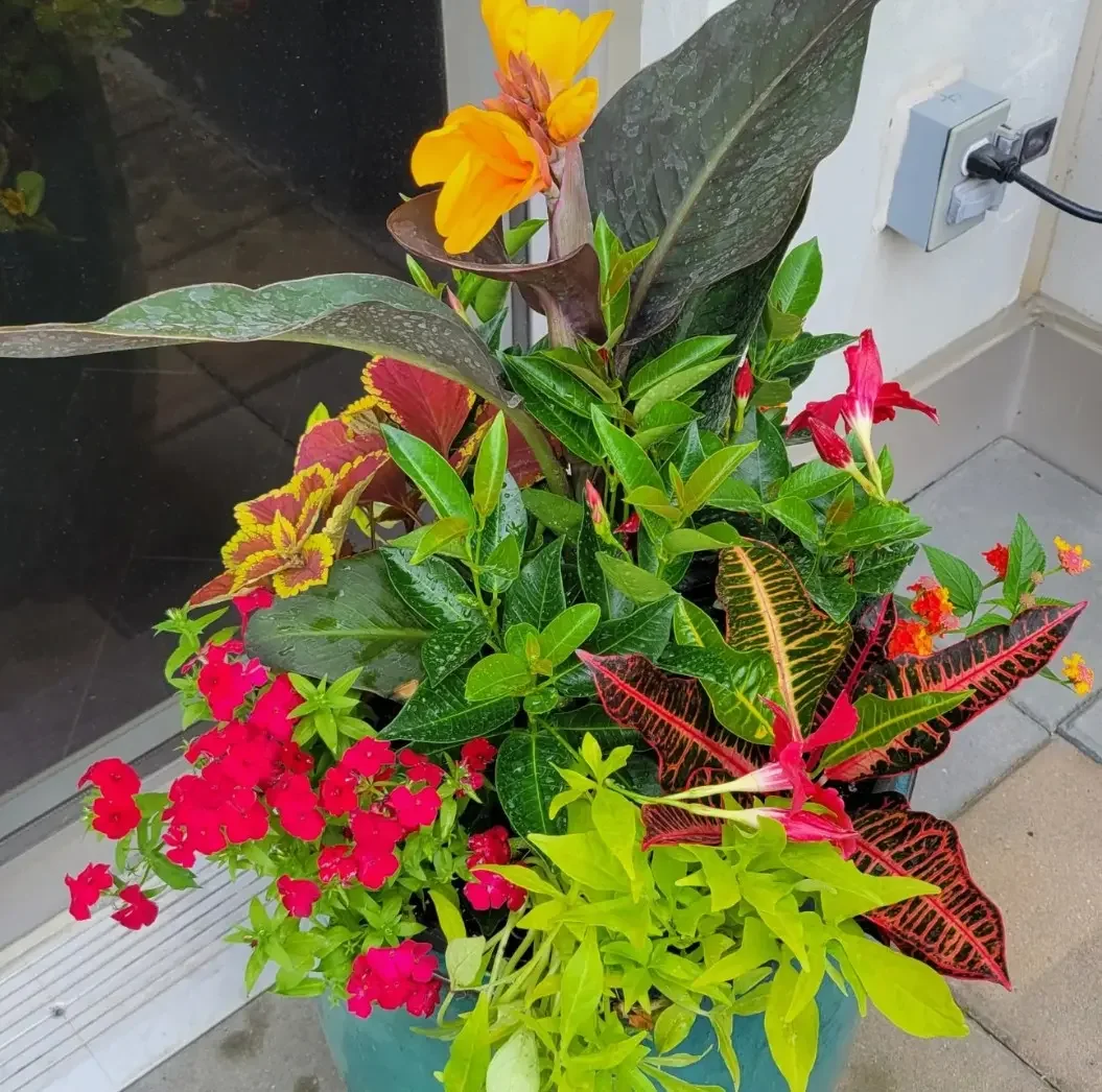 Colorful potted plants with various green, yellow, red, and pink leaves and flowers outside near an electrical outlet. Summer planter, coleus, canna lily, mandevilla, sweet potato vine, croton