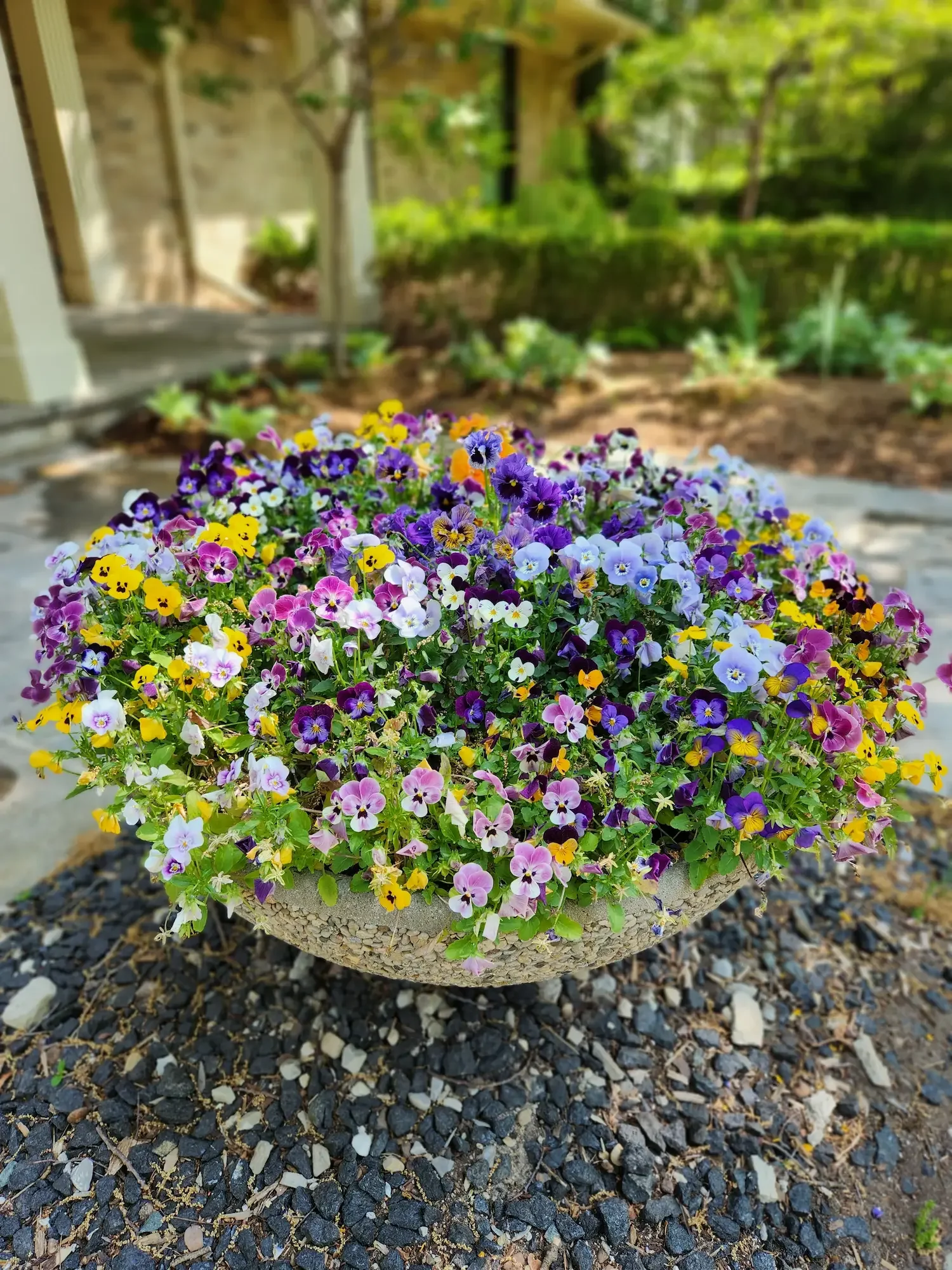 Colorful pansy flowers in a stone planter on a gravel surface in a garden. Spring planter, pansies, violets