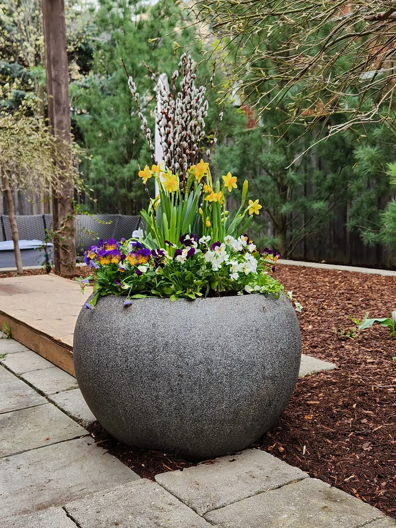 Large round gray stone planter filled with yellow, purple, and white flowers, situated on a paved outdoor area with greenery and trees in the background.  Spring planter, daffodil, pansies, violets, and willow