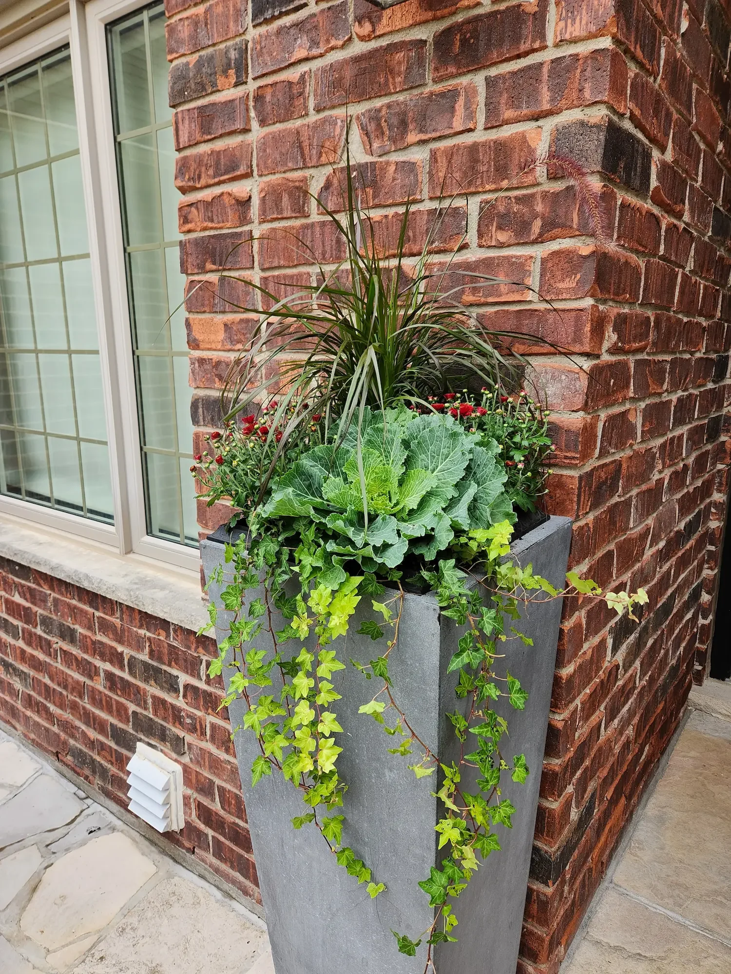 A large gray rectangular planter with various green plants, including ivy, ornamental grass, and leafy plants, placed against a red brick exterior wall next to a window. Fall planter, cabbage, mums, ivy, grass