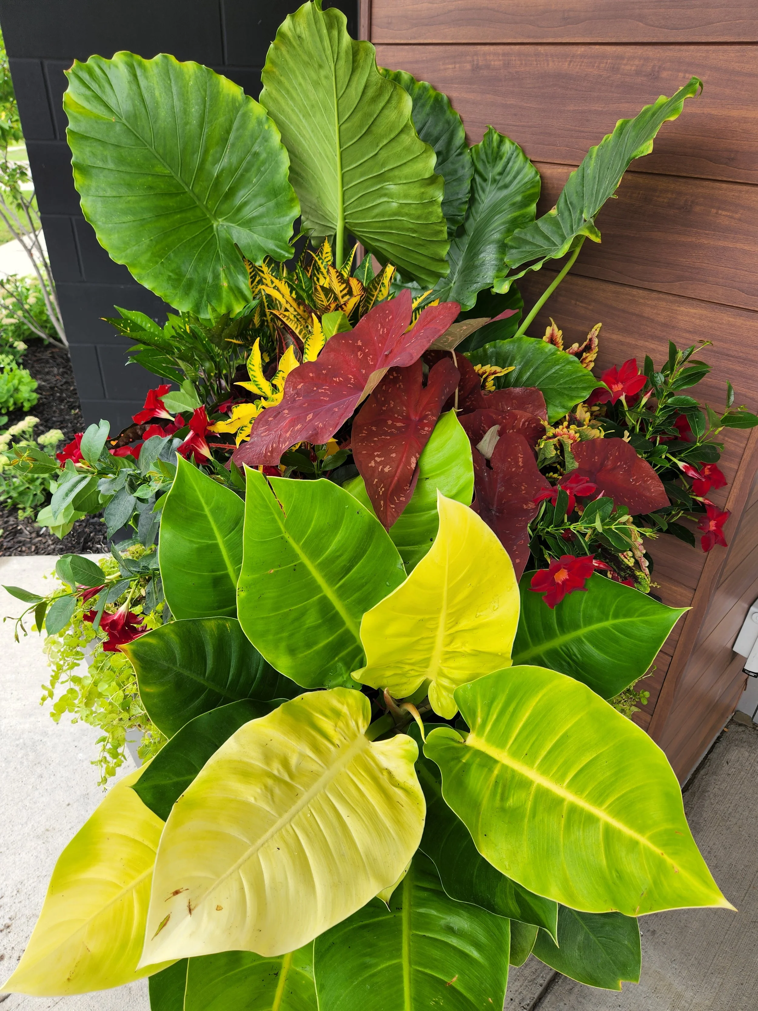 A variety of lush tropical plants with large green, red, and yellow leaves, arranged outdoors against a wooden wall.