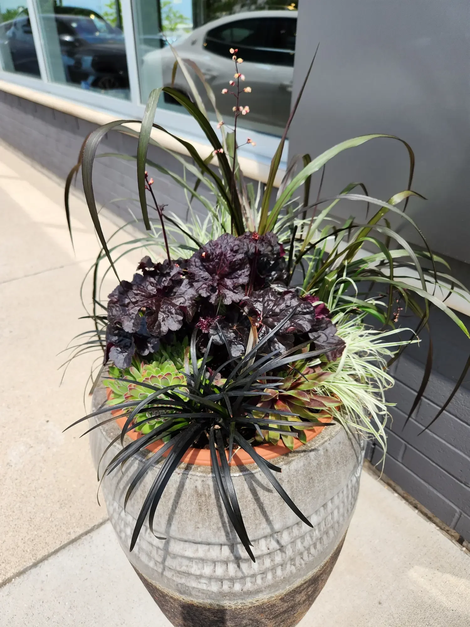A large outdoor planter filled with various dark purple, green, and black plants, including grasses and succulents, placed on a sidewalk near a building with large windows. Fall planter, heuchera, black mondo grass, hens and chicks, grasses