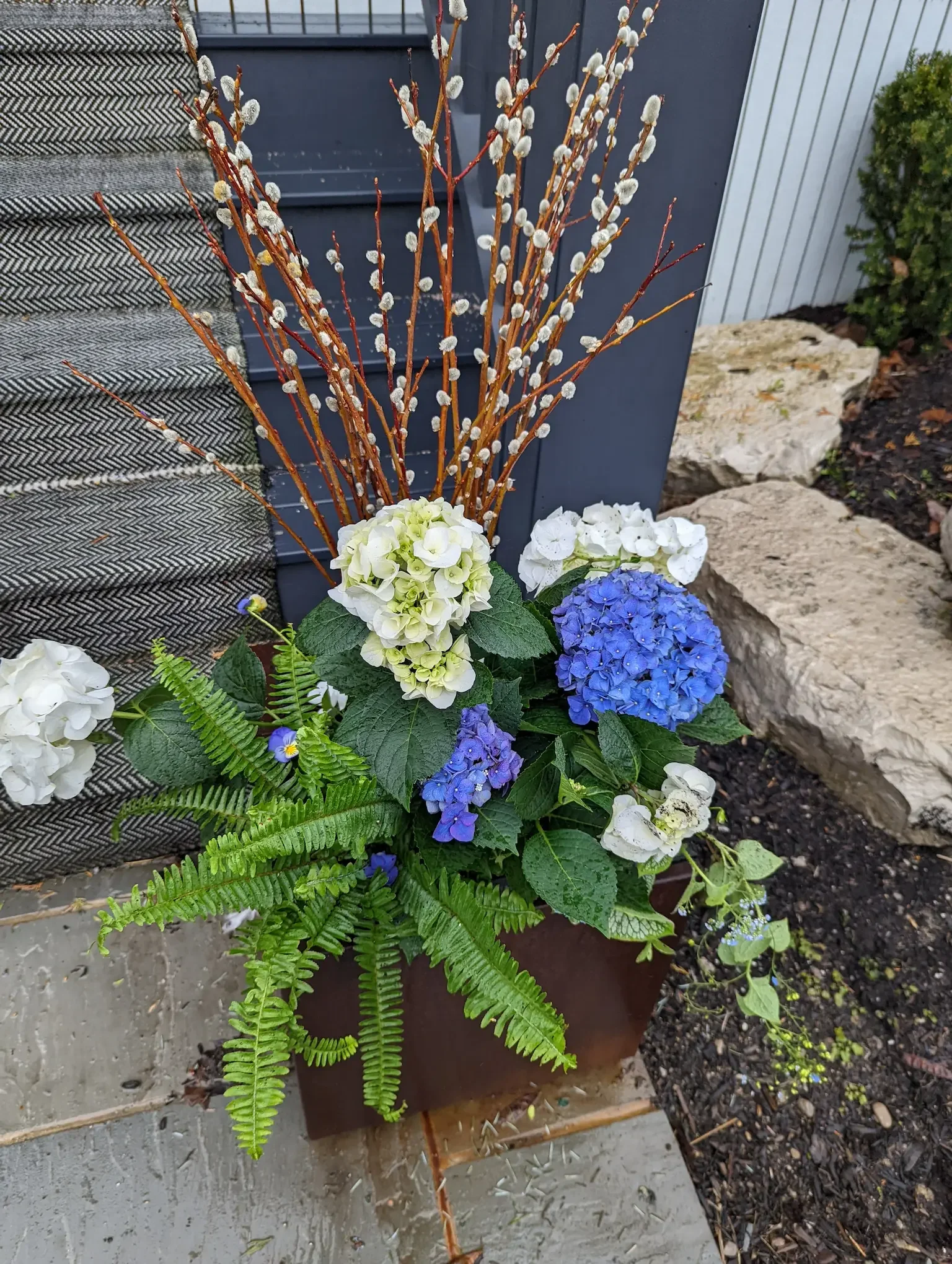 A potted plant arrangement with white and blue hydrangeas, green fern leaves, and pussy willow branches, outdoors near rocks and a textured fabric. Spring planter, hydrangea, fern, willow