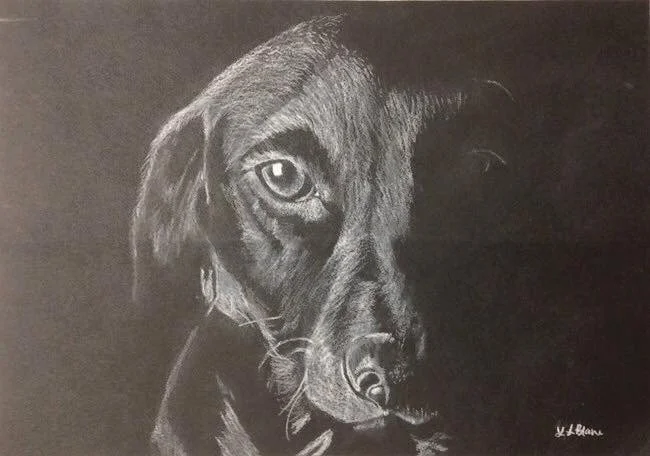 High-contrast pencil sketch of a dog's face in shadow, realistic original artwork by Leah LeBlanc.