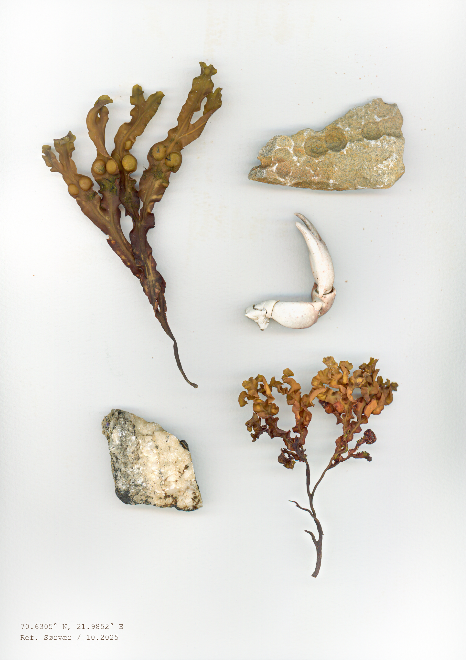 Fragtmenter//Sørvær