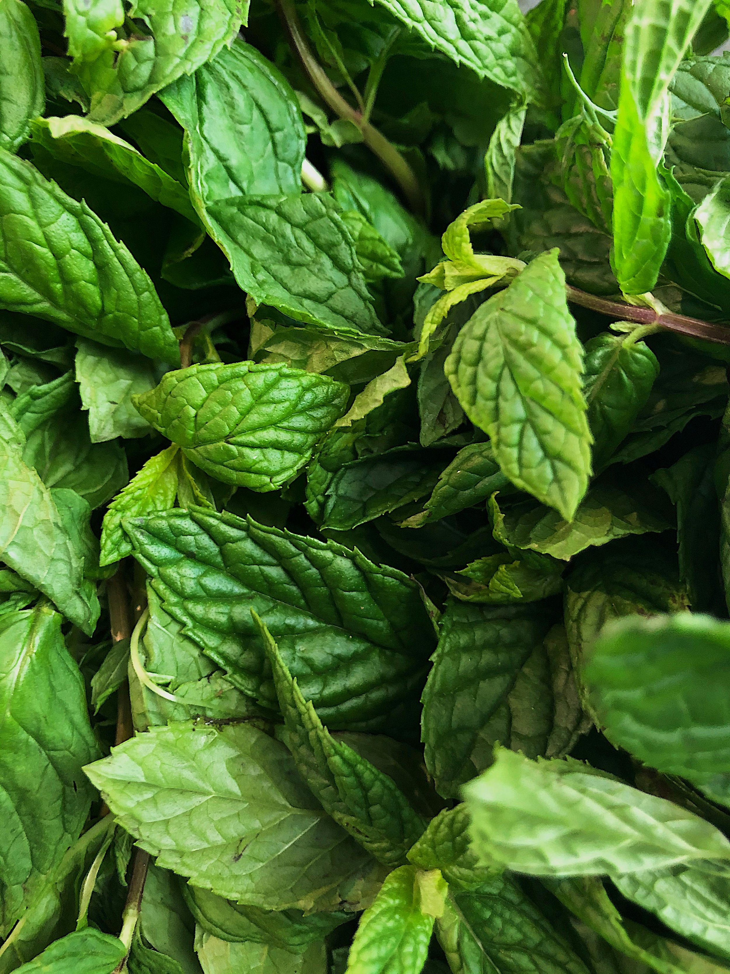 Summer Seasonal Collection