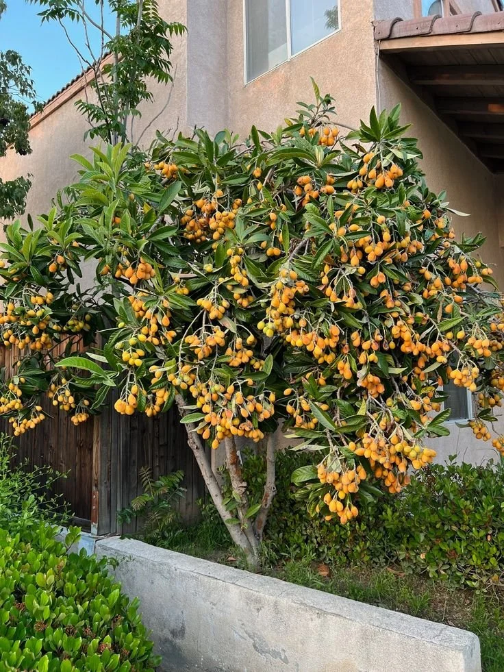 Unusual Fruit Trees to Create an Exotic Yard