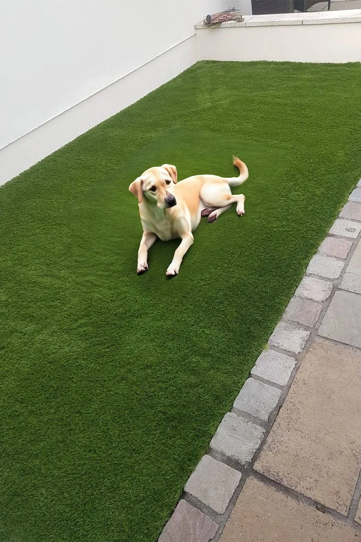 Turf for pets