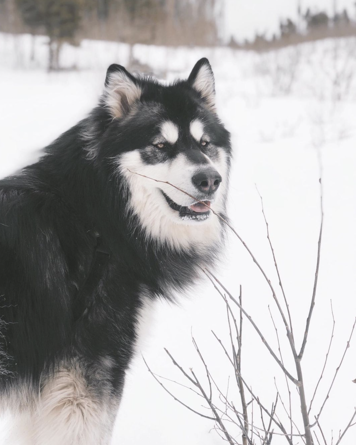 Screenshot 2024-03-13 at 12.54.21 PM.png